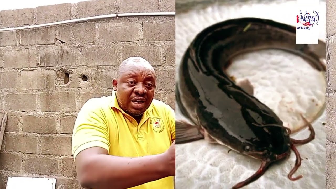 RESOURCEFUL SELECTION OF BROODSTOCKS FOR FISH HATCHERY ~ BROODSTOCKS SUPPLIED TO IPAJA