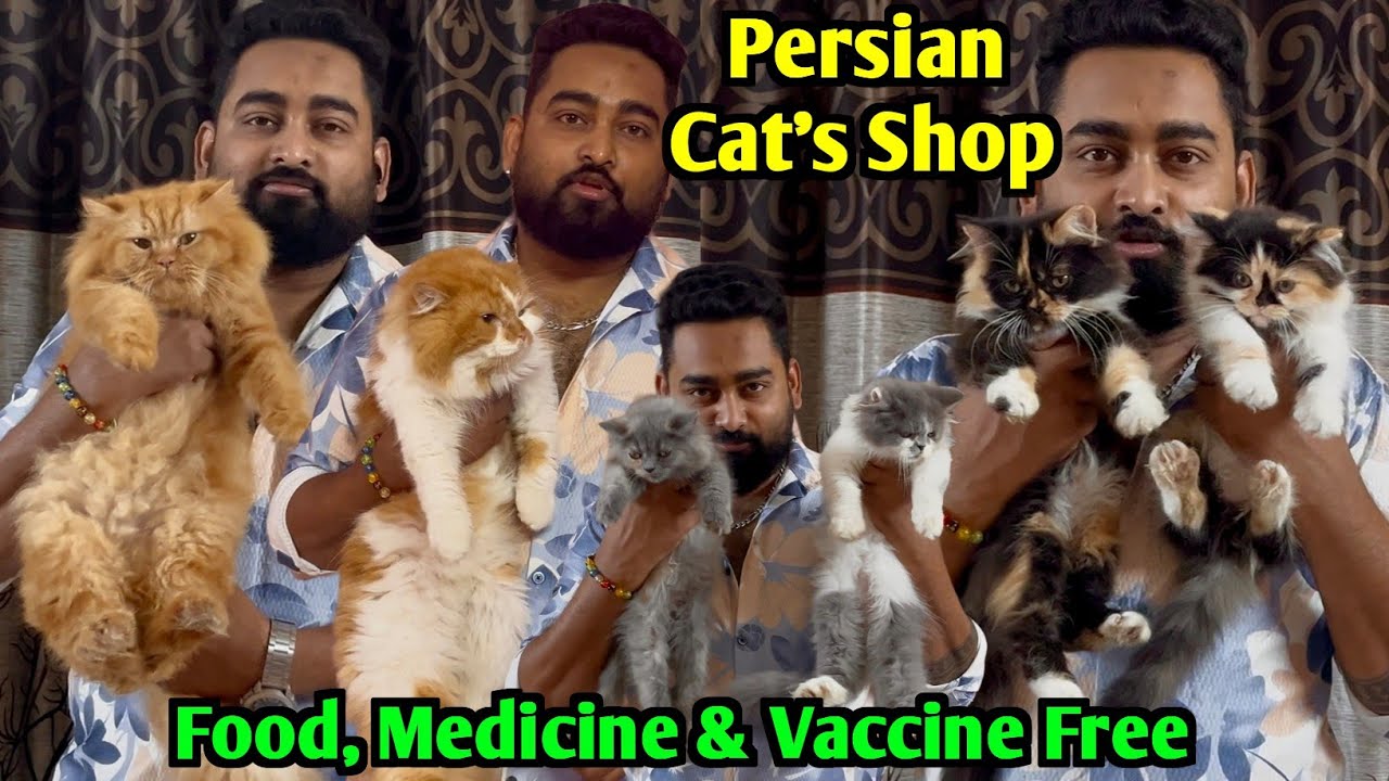 Persian Cat Price in Kolkata. Cat Market in Kolkata. Kolkata Cat Market.