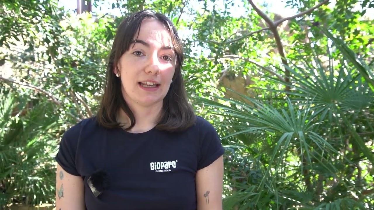 Nace el primer perezoso en nuestra historia… y no puede ser más adorable - BIOPARC Fuengirola