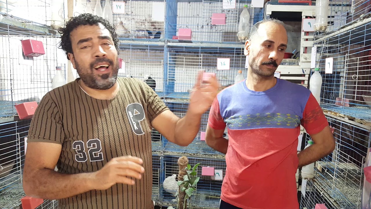 من اقوي المعلومات في حمام الزينه مع الغاوي ابو حمزه ومجاهد البربري