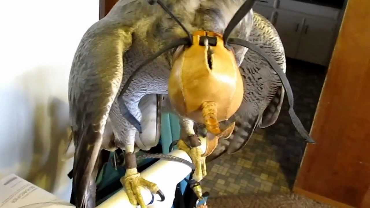 Osama's  Female NA Goshawk her wieght is between 1230 to 1250gm