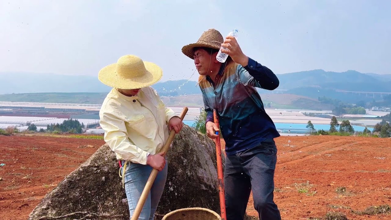 小夫妻上山挖三七，惊喜一个接一个，过程让人想不到