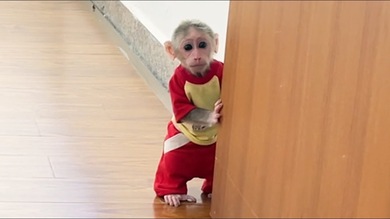 Monkey Cubis obediently waits Aunt buy breakfast!
