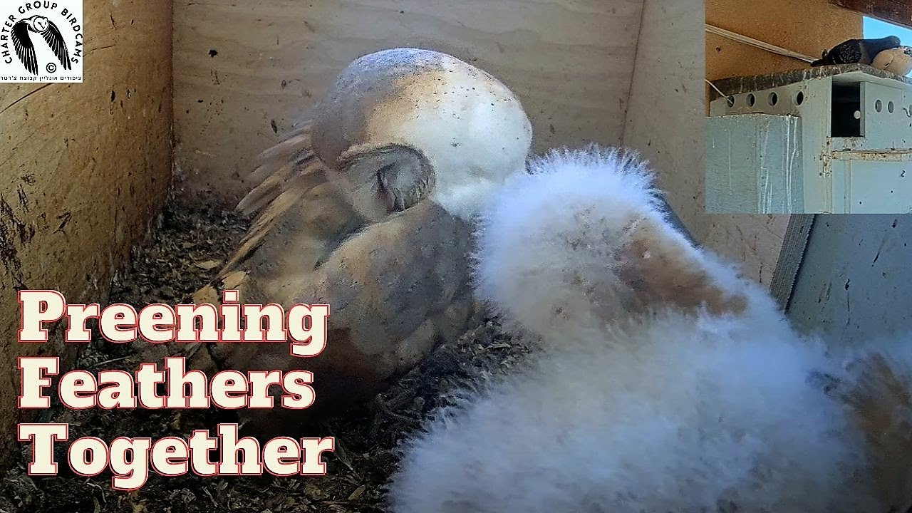 Nature's Grooming Session: Barn Owl and Nestling Preening Feathers at the Same Time