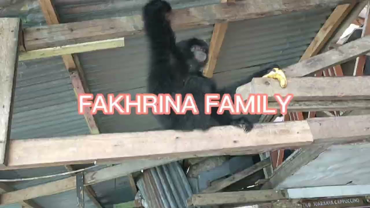 LANGKA!!! SIAMANG GUNUNG GEURUTEE, LIAR TAPI JINAK 😄