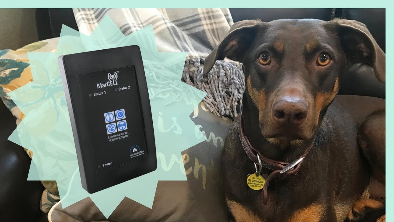 RVing With Pets 🐶Our #1 Product || MarCELL Review (With Coupon Code!)