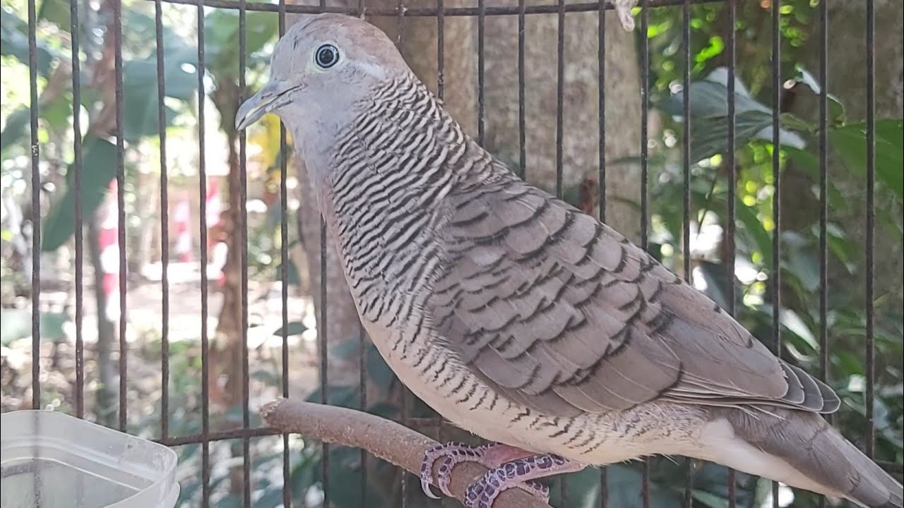 SUARA PANGGILAN PERKUTUT LOKAL AMPUH BUAT PANCINGAN BUNYI