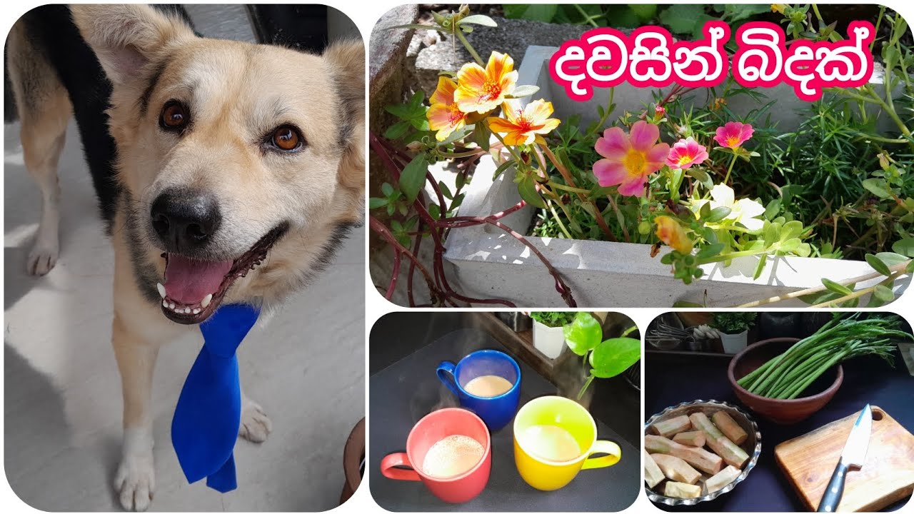 හීන හෑබෑ කරගන්නකම් තියන දෙයින් ලස්සනට ජිවත් වෙන්න පුරුදු උනොත් අපි හැමදාම සතුටින් 🤗🫶🌼🌸🌺🌻