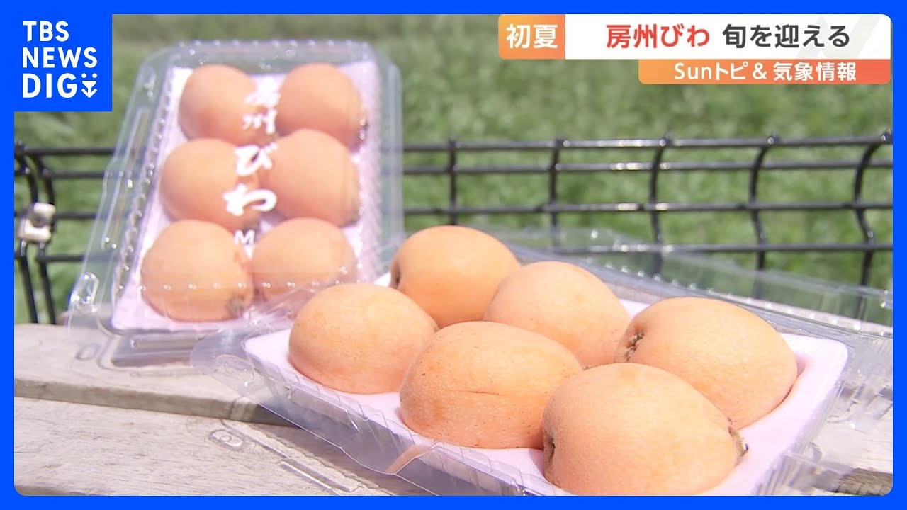 房総半島の初夏の味覚&ldquo;ビワ&rdquo;が旬　暖冬の影響で豊作に｜TBS&nbsp;NEWS&nbsp;DIG