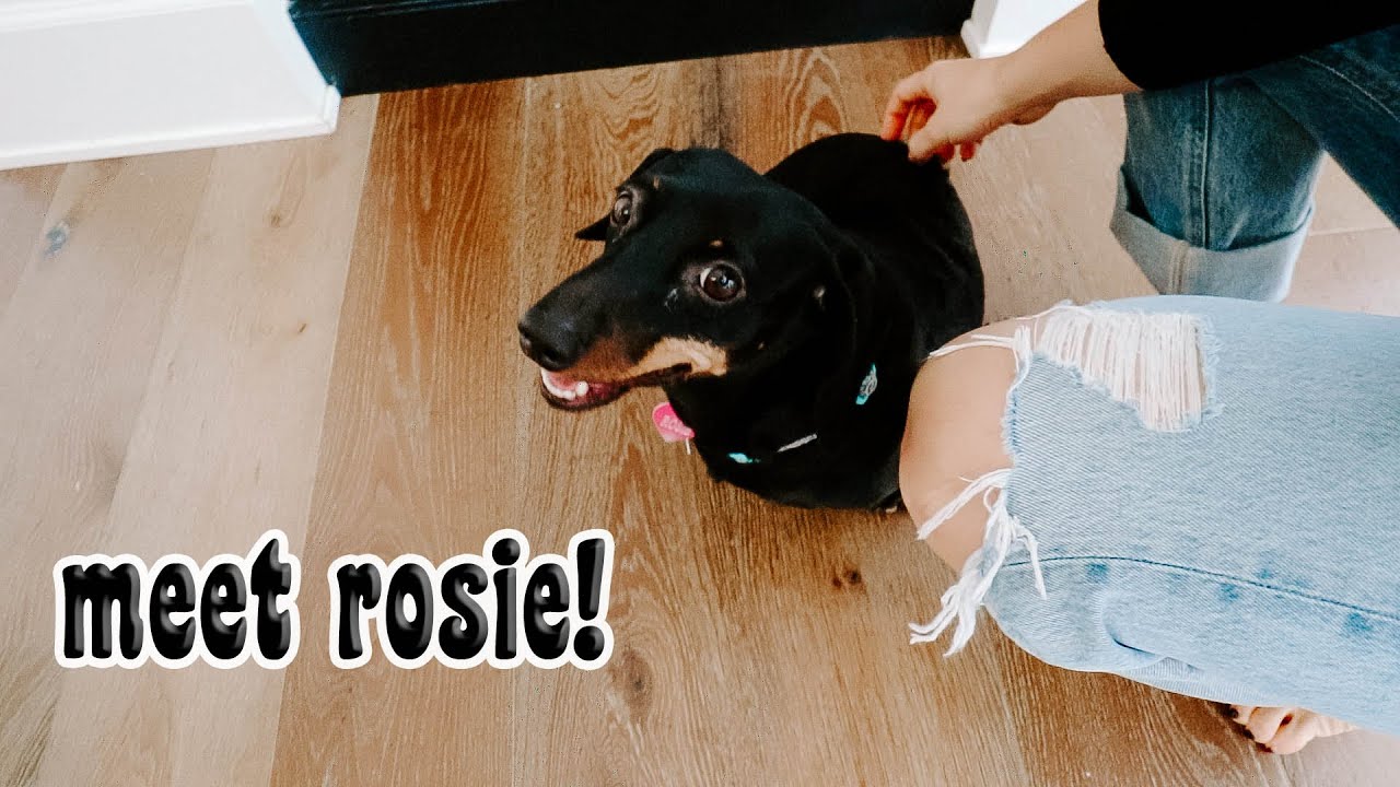 We Got A New Dog + BTS How I Film Alone!