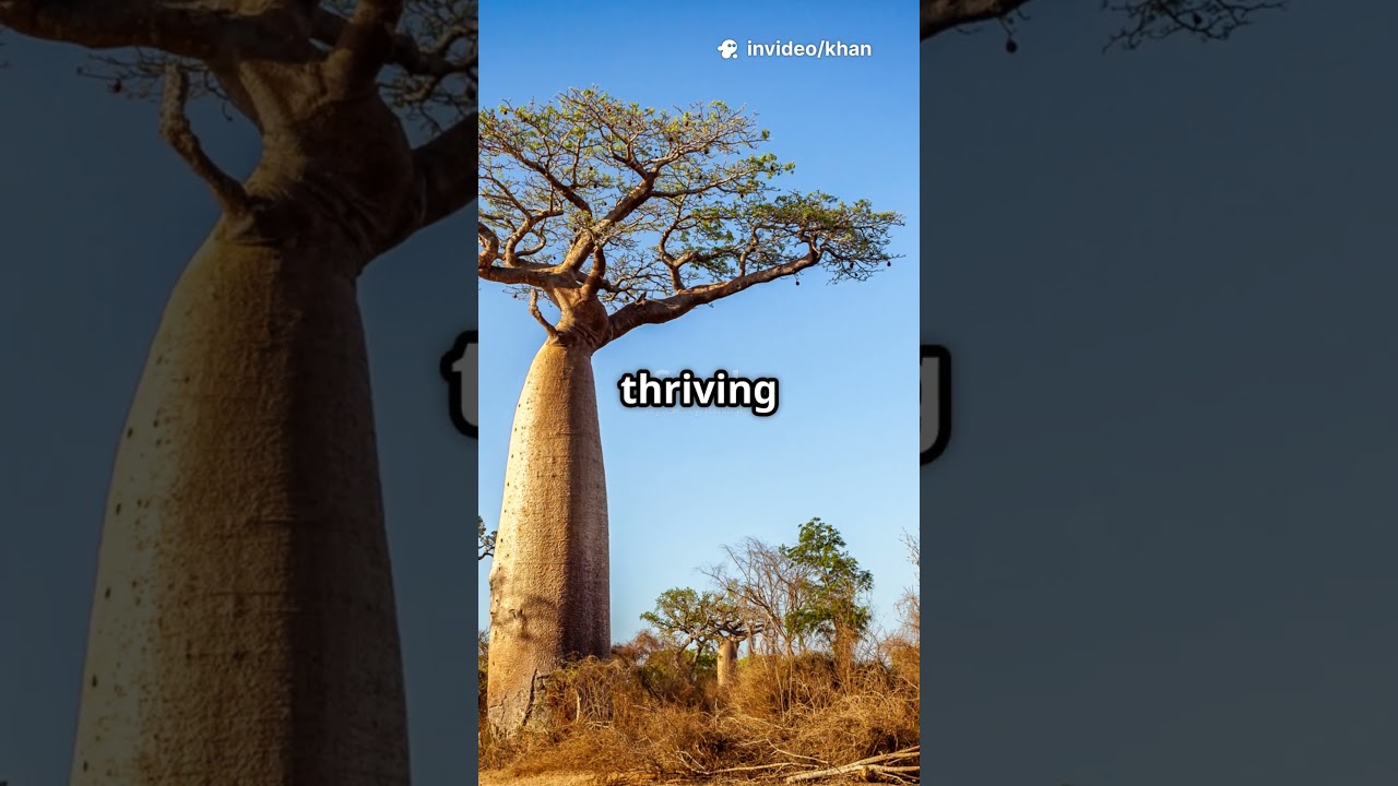 the words begest trees you never seen!