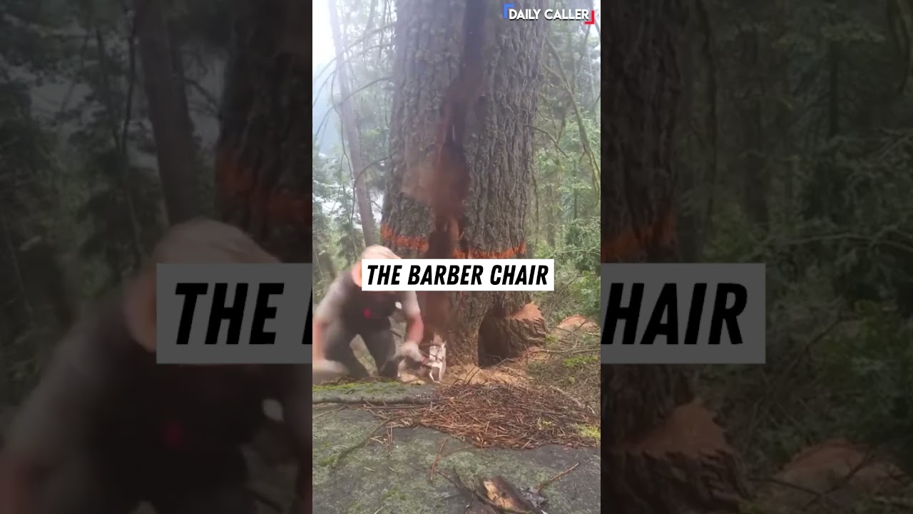 When a Tree Trunk Splits Vertically: This Is Called A Barber Chair!