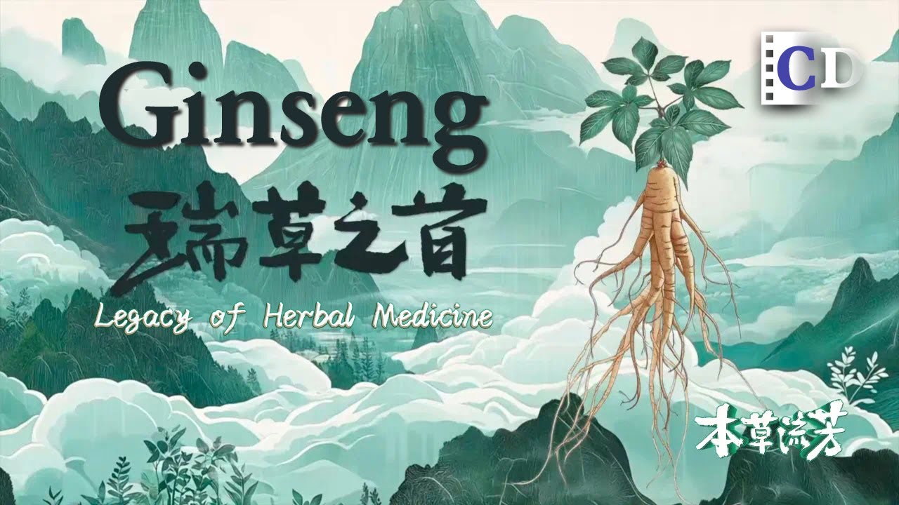 Do you believe that ginseng over a 100 years old can run away itself? | China Documentary