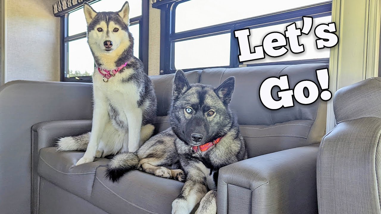 Surprising the Dogs with a Camping Trip!