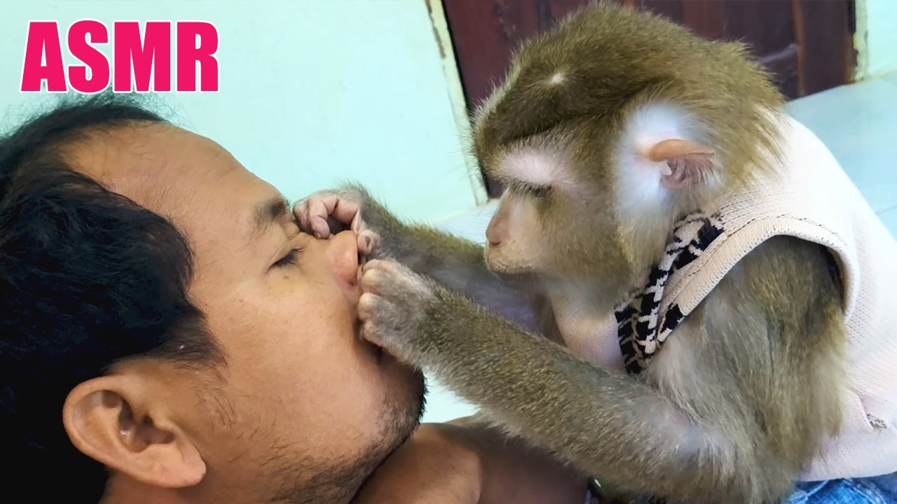 ASMR Monkey Grooming | Tingling Scratches Hole Nose & Tapping For Deep Relaxation