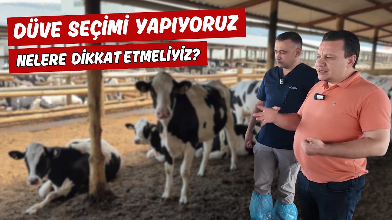Düve Seçerken Nelere Dikkat Etmeliyiz?
