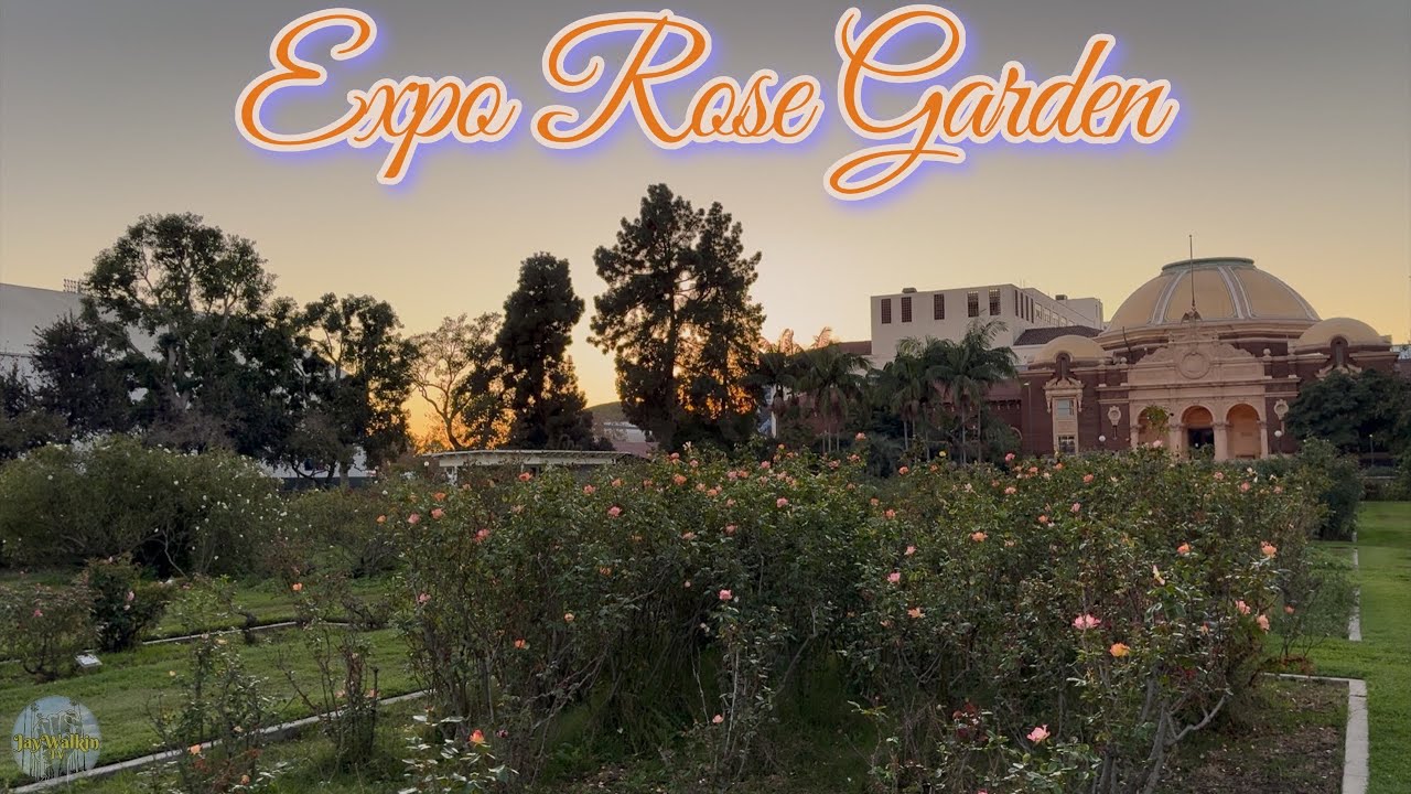 Expo Park Rose Garden Fall 25&rsquo; 🥀 | Los Angeles, California, 🇺🇸[4K]