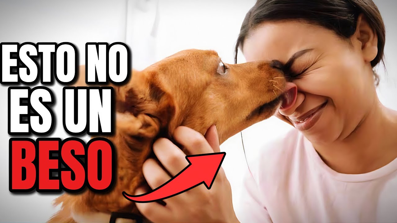Cuando tu perro te lame, significa ESTO! (TODO sobre las lamidas de los perros)