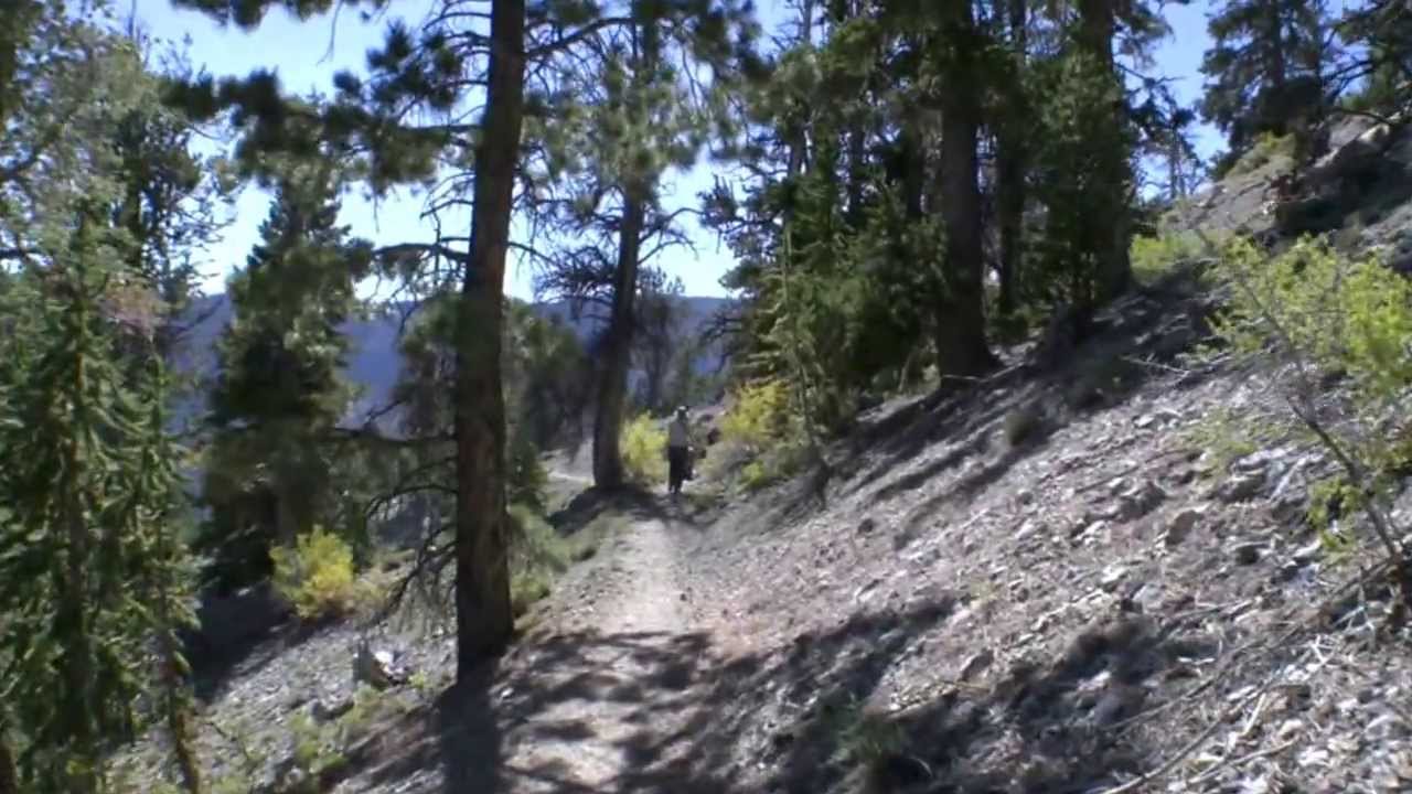 Mt. Charleston Spring Mountains Rain Tree 8 (down) with Dutch Team Sept. 29 13