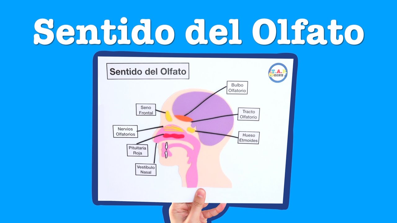 Como hacer la maqueta del Sentido del Olfato - TAP ZONE Mx