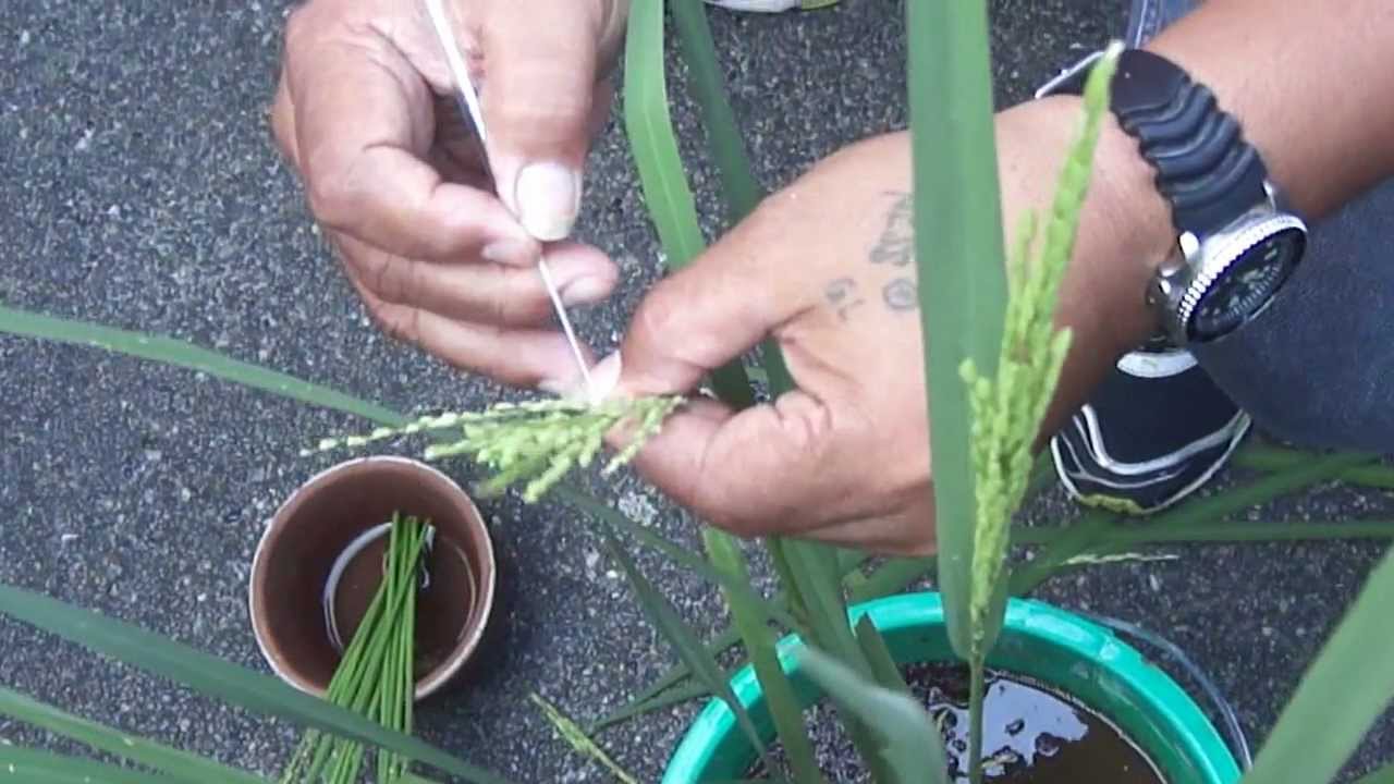 How IRRI's 100,000th rice cross was made