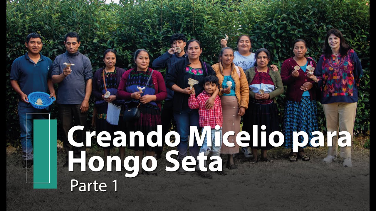 Creando Micelio para Hongo Seta Parte 1