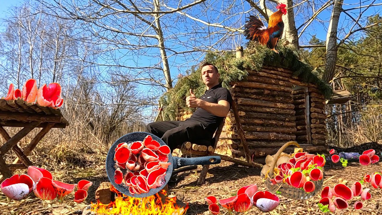 Саркосцифа на вогні 🔥 Фартонуло грибнику 🌲🍄‍🟫 Весняні гриби 2026