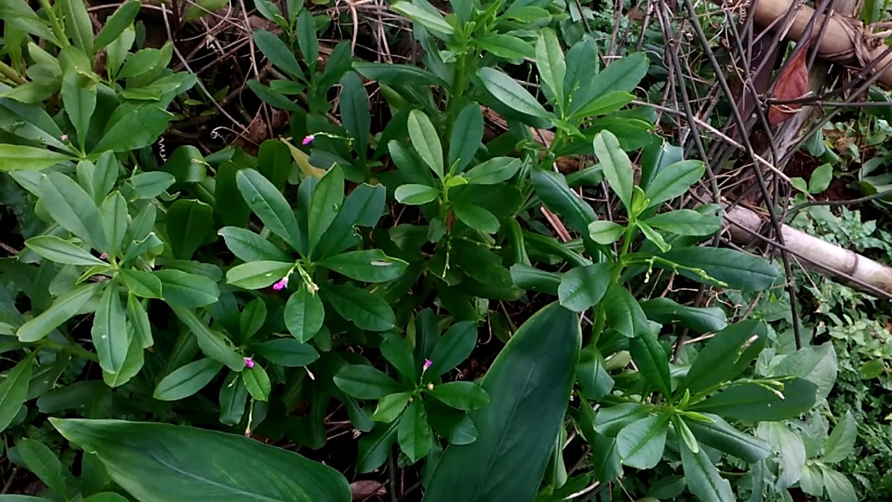 Tanaman Ginseng Jawa? Yang mana??.