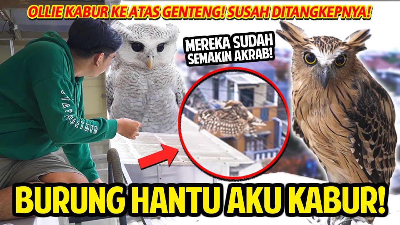 BURUNG HANTU AKU KABUR! TERBANG JAUH KE ATAS GENTENG! SUSAH BANGET NANGKEPNYA! OWL AKU SEMAKIN AKRAB