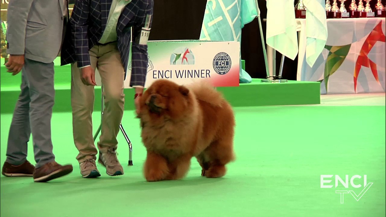 ENCI Winner 2017 - Gruppo 5