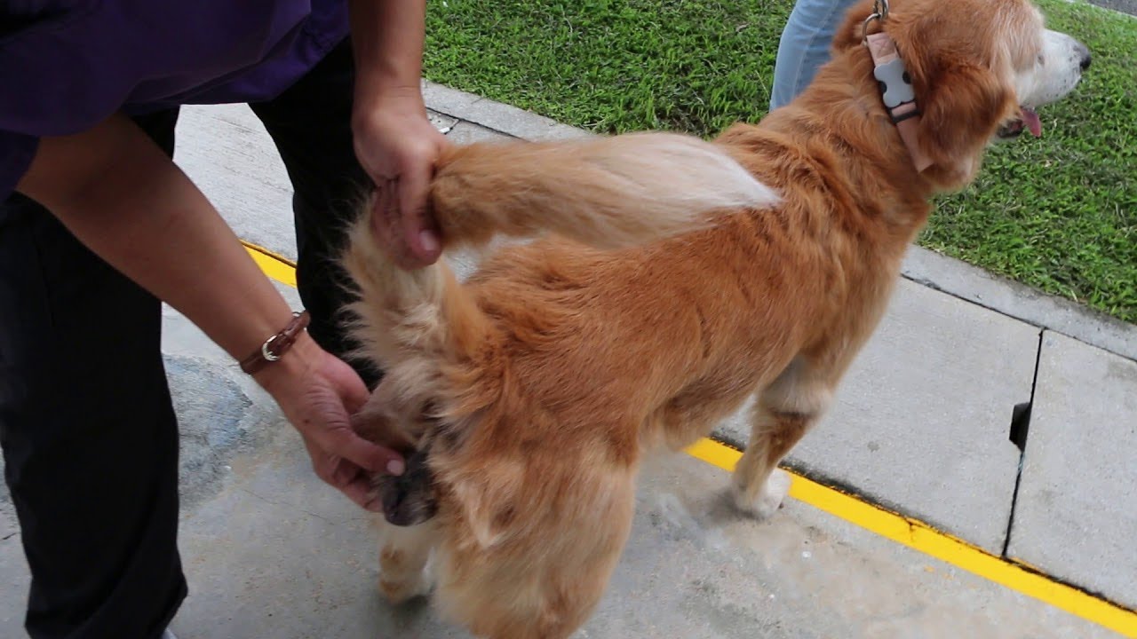 TRATAMENTO DE PIOMETRA PARA CADELA COM SECREÇÃO VAGINAL EM CASA SEM CASTRAR A CACHORRA NO CIO