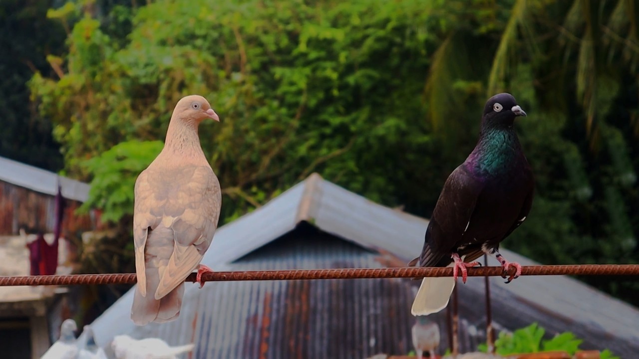 কবুতরকে কিভাবে উড়াতে হবে || Barishal Voice || Kalam Khan 's New Video about Pigeons