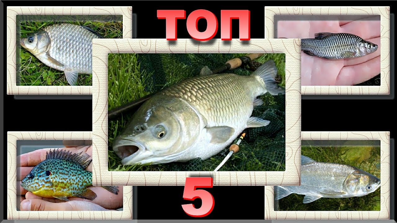 АДВЕНТИВНІ РИБИ УКРАЇНИ! 🐟🇺🇦 [ТОП-5] 🐟