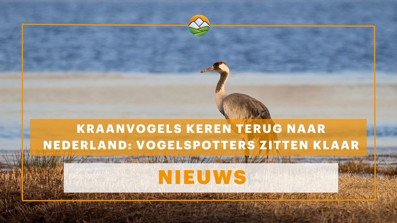 Kraanvogels keren terug naar Nederland: vogelspotters zitten klaar