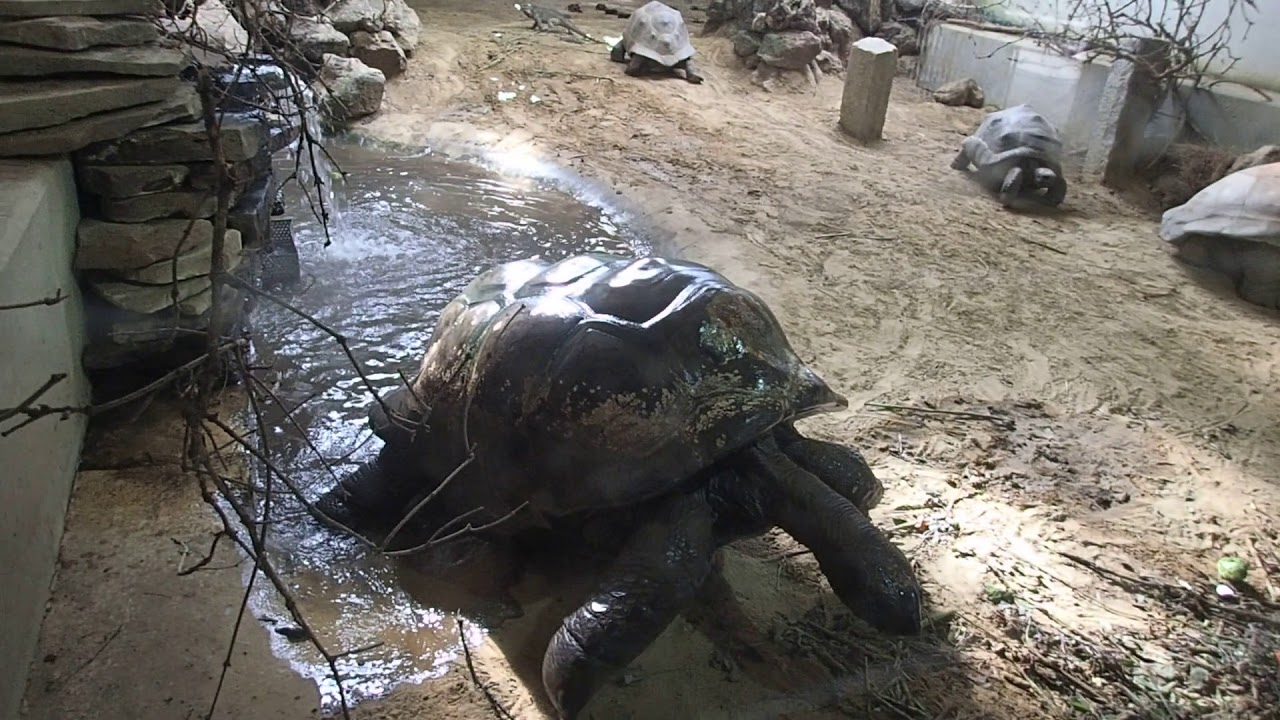72 cyclura cornuta Rhinoceros iguana Zoo Amsterdam 2017