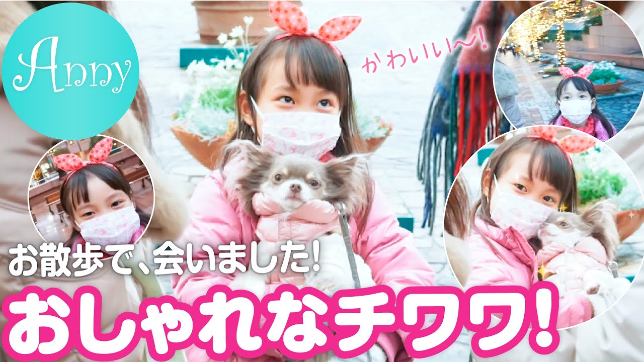 【７歳】おしゃれなチワワに会いました！恵比寿をお散歩！