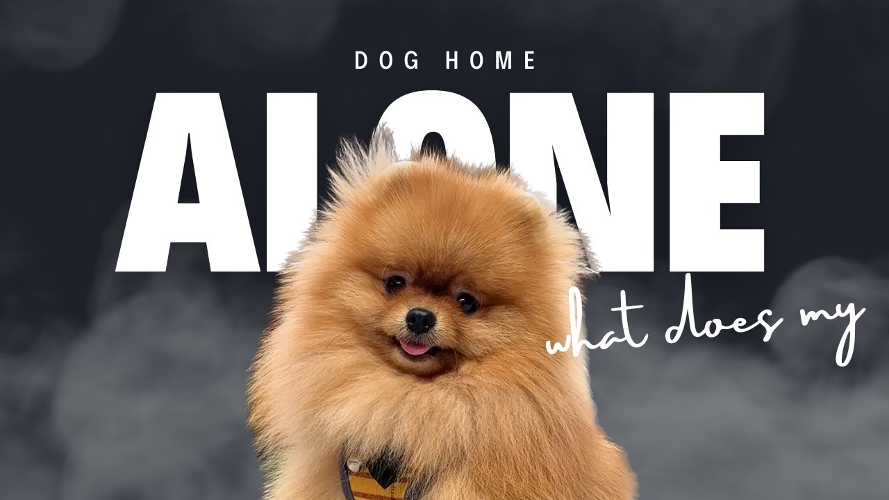 What does my POMERANIAN dog home alone? 🐶