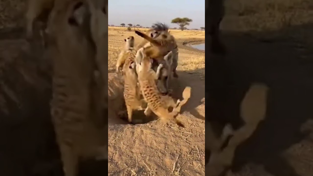 Meerkat Swarm Attacks the Hyena 😂🦦🛑Enjambre de Suricatas Ataca a la Hiena  #animals #animalshorts
