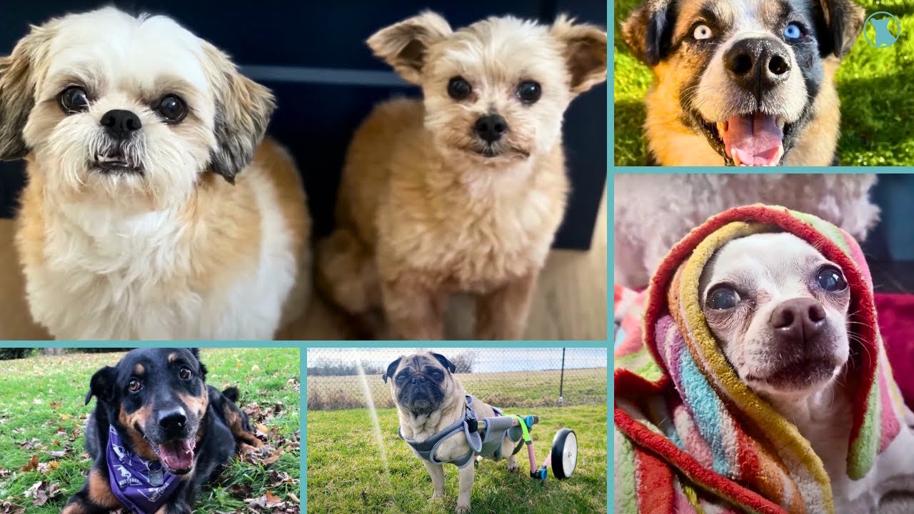 Montage of the Senior Dogs Happy's Place Has Rescued