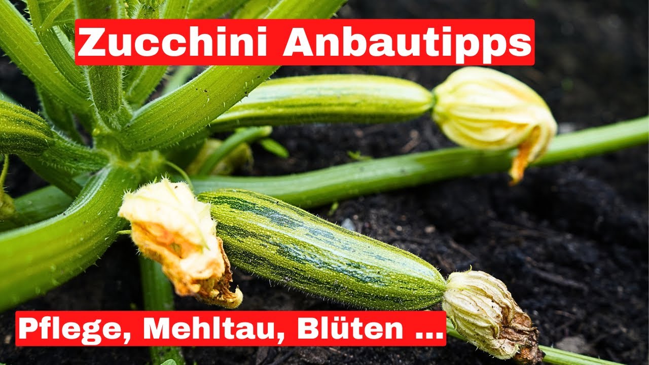 Zucchini erfolgreich anbauen - ganz einfach!