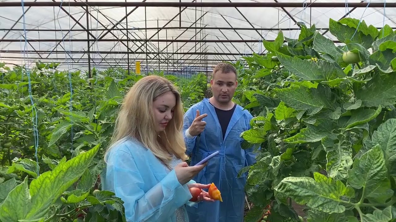 Томаты закрытого грунта для второго оборота, часть 2