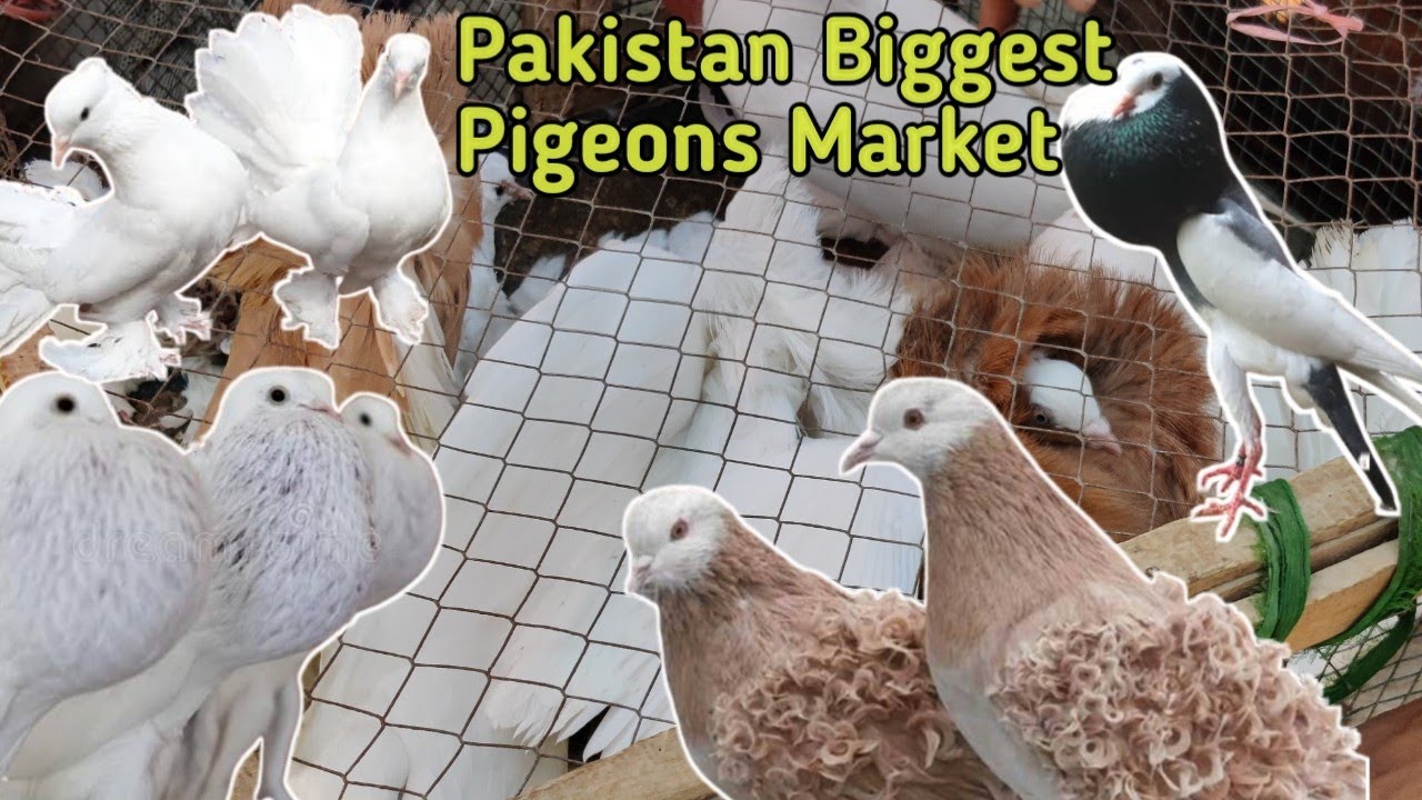 Lalukhait Pigeons Market In karachi Fancy pigeons (kabooter) Price in 2022||Vlog with osama