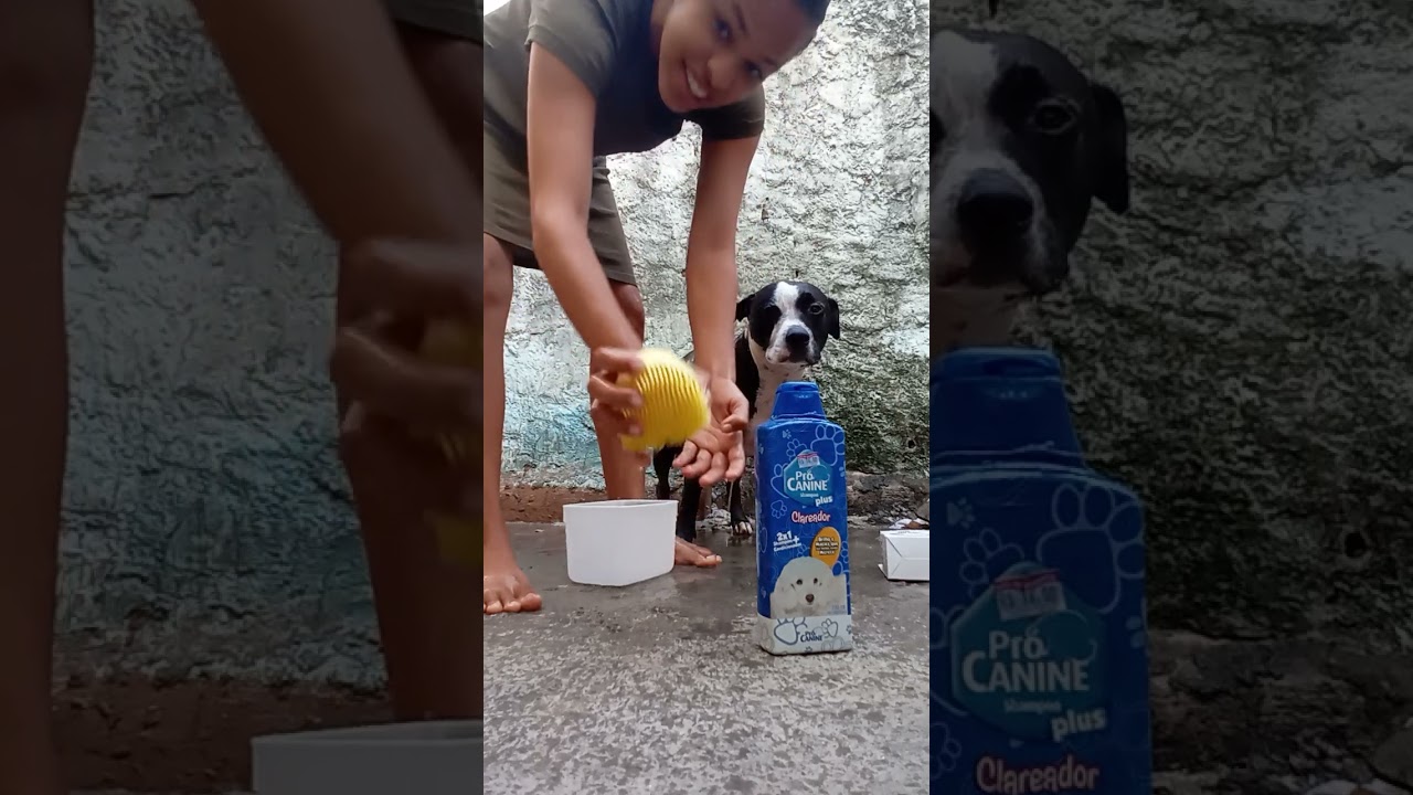 Dando banho no meu cachorro em casa parte 1