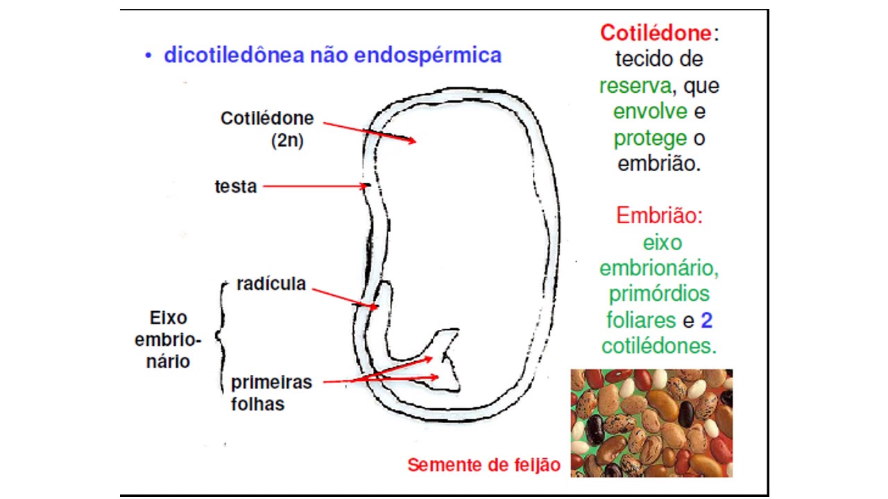 Fisiologia da Germinação de Sementes - Introdução
