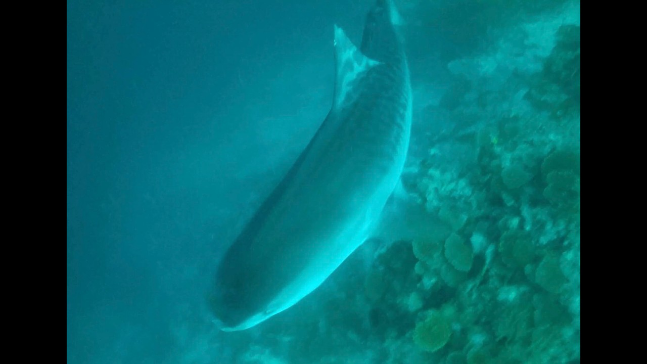 🦈🌊 Plong&eacute;e Inoubliable avec les Requins Tigres &agrave; l&rsquo;Atoll Addu, Maldives 🐠✨