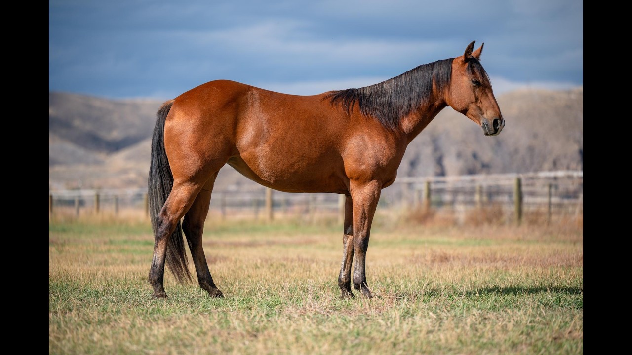 Lot #13 MISSY PRAIRIE BADGER