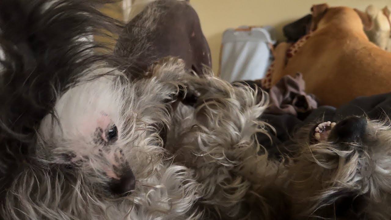 Wrestleless In Bed 🐶 🤼‍♂️ 🛏️