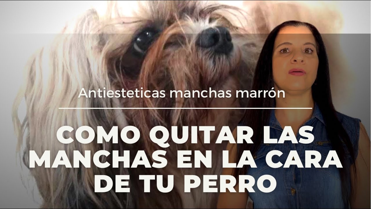 CÓMO DESMANCHAR LOS LAGRIMALES DE TU PERRO SHIH TZU