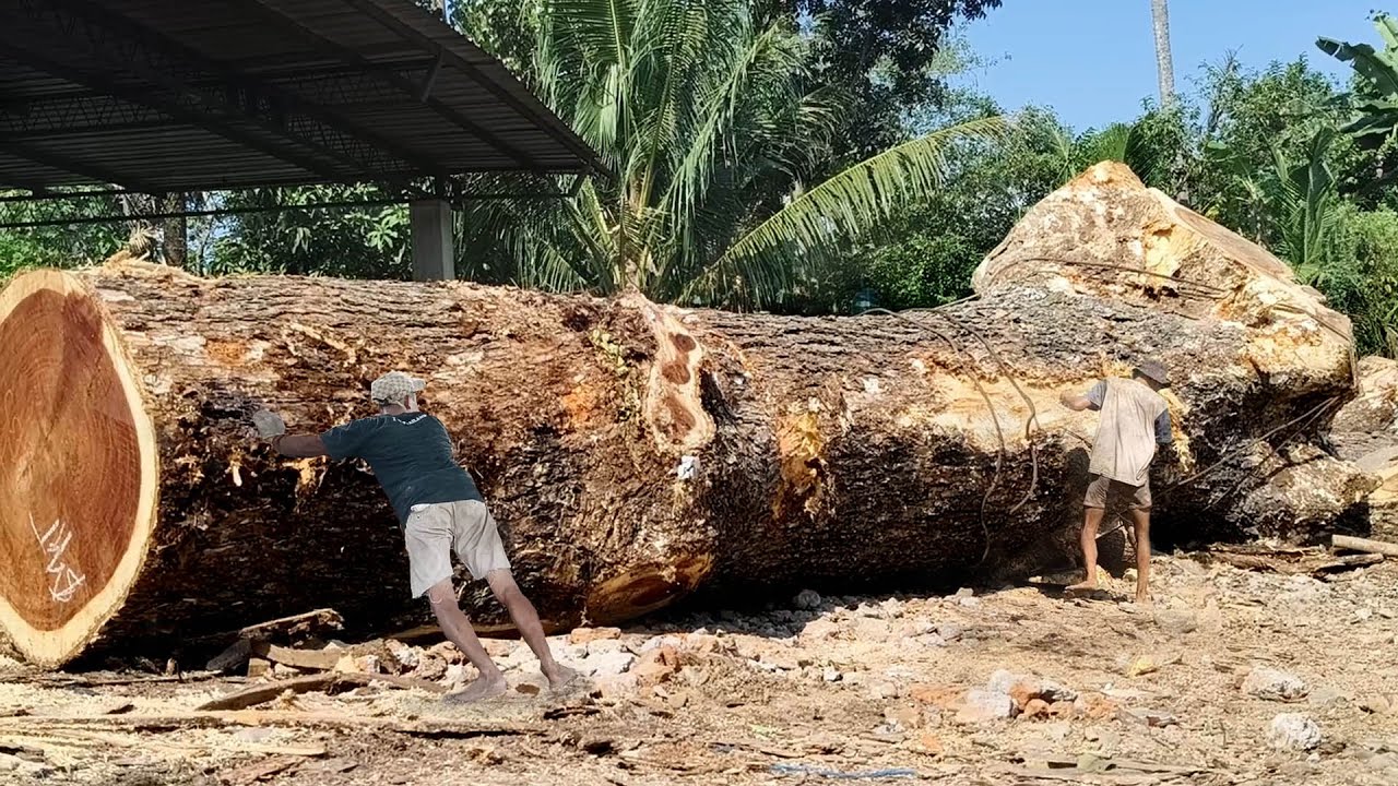 This Forest Giant Is Amazing! A Jumbo Rain Tree Was Crushed by a Saw Blade at a Sawmill