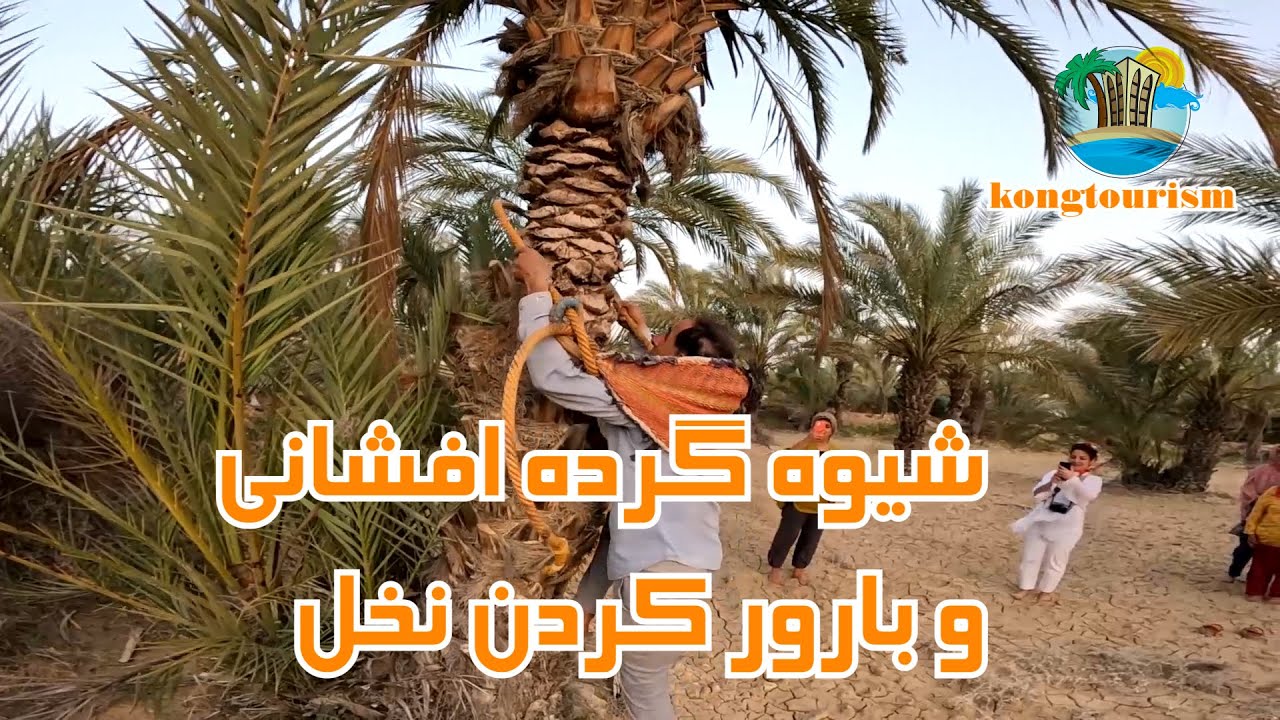 بارور کردن نخل ها